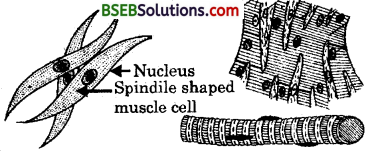 Bihar Board Class 9 Science Solutions Chapter 6 Tissues - 2