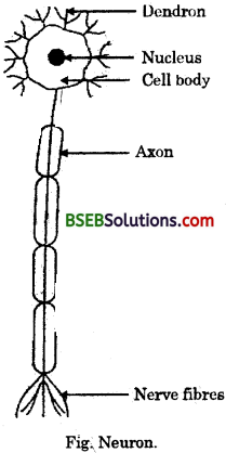 Bihar Board Class 9 Science Solutions Chapter 6 Tissues - 4