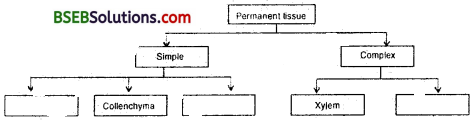 Bihar Board Class 9 Science Solutions Chapter 6 Tissues - 5