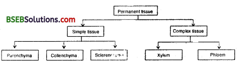 Bihar Board Class 9 Science Solutions Chapter 6 Tissues - 7