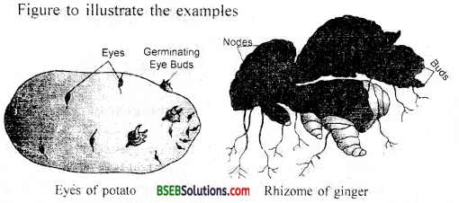 Bihar Board Class 12 Biology Solutions Chapter 1 Reproduction in Organisms 1