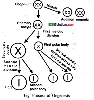 Bihar Board Class 12 Biology Solutions Chapter 1 Reproduction in Organisms 10