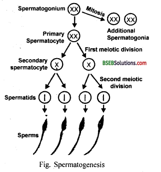 Bihar Board Class 12 Biology Solutions Chapter 1 Reproduction in Organisms 11