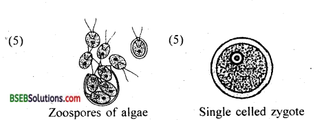 Bihar Board Class 12 Biology Solutions Chapter 1 Reproduction in Organisms 2