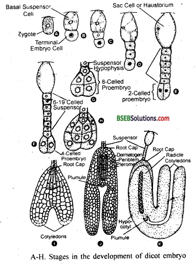 Bihar Board Class 12 Biology Solutions Chapter 1 Reproduction in Organisms 4