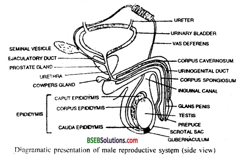 Bihar Board Class 12 Biology Solutions Chapter 1 Reproduction in Organisms 6