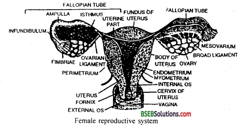 Bihar Board Class 12 Biology Solutions Chapter 1 Reproduction in Organisms 7