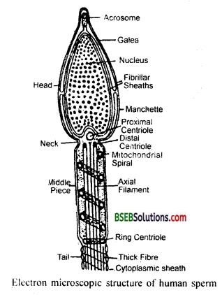 Bihar Board Class 12 Biology Solutions Chapter 1 Reproduction in Organisms 8