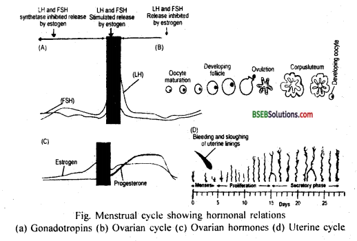 Bihar Board Class 12 Biology Solutions Chapter 1 Reproduction in Organisms 9