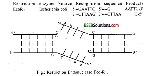 Bihar Board Class 12 Biology Solutions Chapter 11 Biotechnology Principles and Processes 1