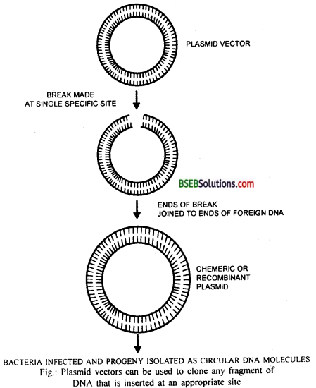 Bihar Board Class 12 Biology Solutions Chapter 11 Biotechnology Principles and Processes 2