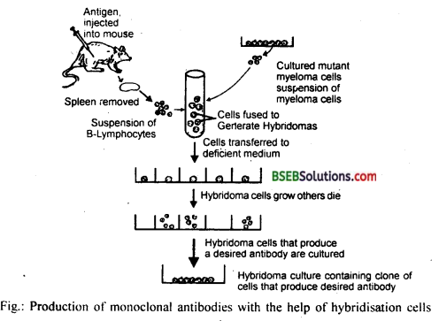 Bihar Board Class 12 Biology Solutions Chapter 11 Biotechnology Principles and Processes 3