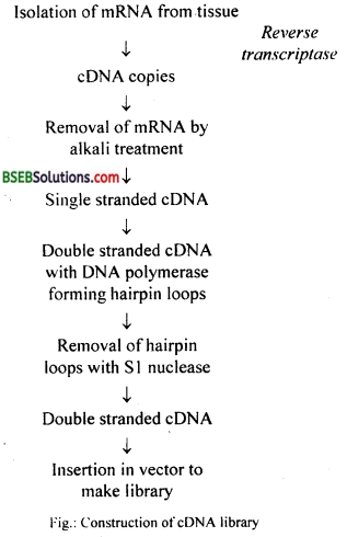 Bihar Board Class 12 Biology Solutions Chapter 11 Biotechnology Principles and Processes 4