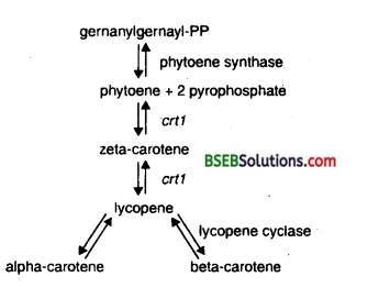 Bihar Board Class 12 Biology Solutions Chapter 12 Biotechnology and its Applications 1