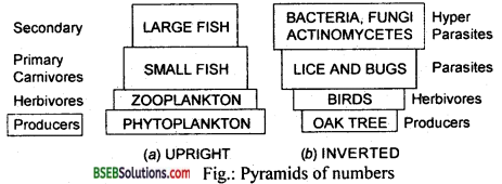 Bihar Board Class 12 Biology Solutions Chapter 14 Ecosystem 1