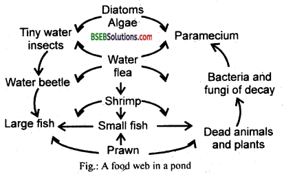 Bihar Board Class 12 Biology Solutions Chapter 14 Ecosystem 11