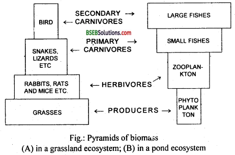 Bihar Board Class 12 Biology Solutions Chapter 14 Ecosystem 2