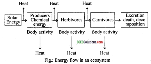 Bihar Board Class 12 Biology Solutions Chapter 14 Ecosystem 5