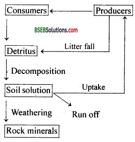 Bihar Board Class 12 Biology Solutions Chapter 14 Ecosystem 6