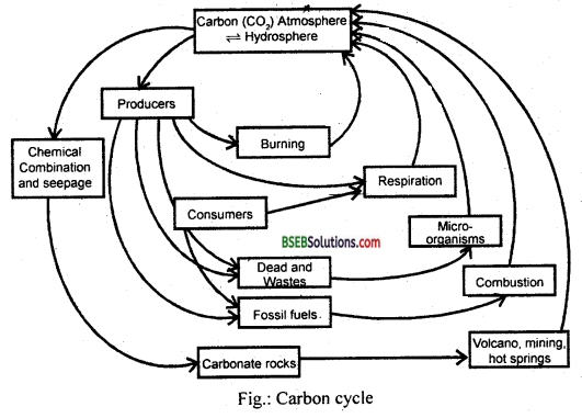 Bihar Board Class 12 Biology Solutions Chapter 14 Ecosystem 7