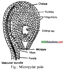 Bihar Board Class 12 Biology Solutions Chapter 2 Sexual Reproduction in Flowering Plants 1