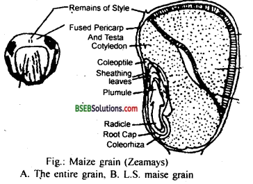 Bihar Board Class 12 Biology Solutions Chapter 2 Sexual Reproduction in Flowering Plants 10