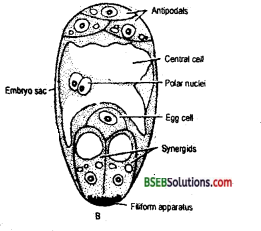 Bihar Board Class 12 Biology Solutions Chapter 2 Sexual Reproduction in Flowering Plants 2