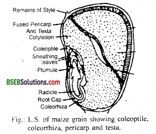 Bihar Board Class 12 Biology Solutions Chapter 2 Sexual Reproduction in Flowering Plants 3