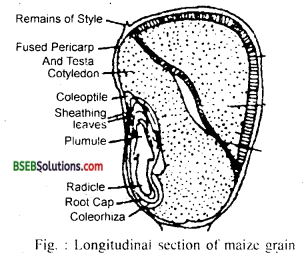 Bihar Board Class 12 Biology Solutions Chapter 2 Sexual Reproduction in Flowering Plants 4