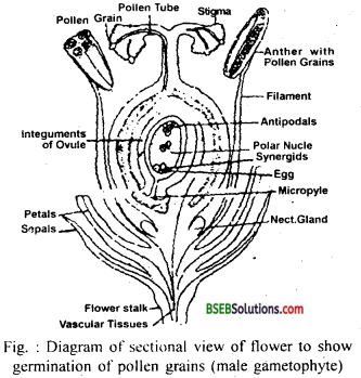 Bihar Board Class 12 Biology Solutions Chapter 2 Sexual Reproduction in Flowering Plants 5