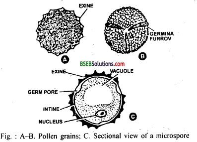 Bihar Board Class 12 Biology Solutions Chapter 2 Sexual Reproduction in Flowering Plants 6