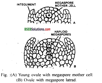Bihar Board Class 12 Biology Solutions Chapter 2 Sexual Reproduction in Flowering Plants 7