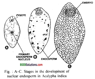 Bihar Board Class 12 Biology Solutions Chapter 2 Sexual Reproduction in Flowering Plants 8