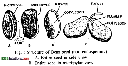Bihar Board Class 12 Biology Solutions Chapter 2 Sexual Reproduction in Flowering Plants 9