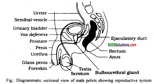 Bihar Board Class 12 Biology Solutions Chapter 3 Human Reproduction 1