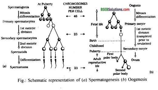 Bihar Board Class 12 Biology Solutions Chapter 3 Human Reproduction 10
