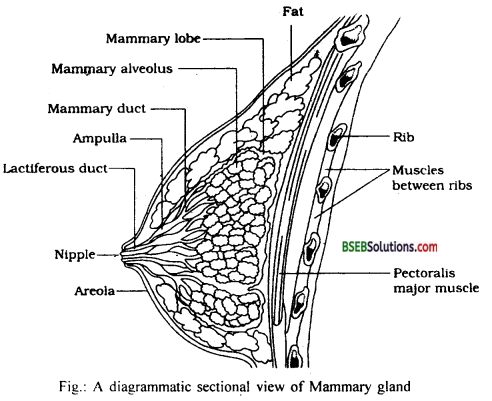 Bihar Board Class 12 Biology Solutions Chapter 3 Human Reproduction 11