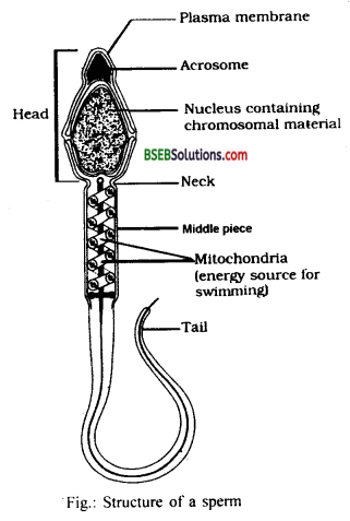 Bihar Board Class 12 Biology Solutions Chapter 3 Human Reproduction 12