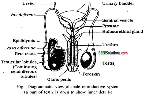 Bihar Board Class 12 Biology Solutions Chapter 3 Human Reproduction 2