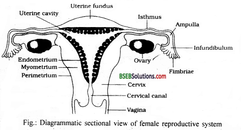 Bihar Board Class 12 Biology Solutions Chapter 3 Human Reproduction 4