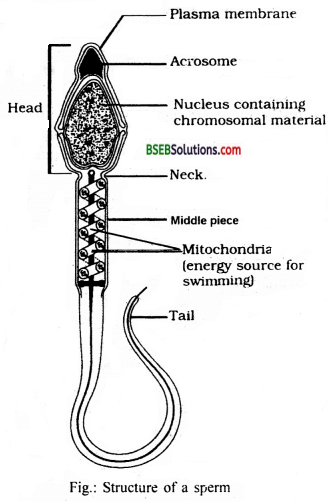 Bihar Board Class 12 Biology Solutions Chapter 3 Human Reproduction 5