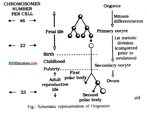 Bihar Board Class 12 Biology Solutions Chapter 3 Human Reproduction 6