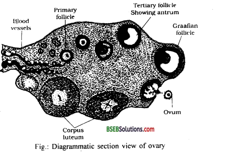 Bihar Board Class 12 Biology Solutions Chapter 3 Human Reproduction 7