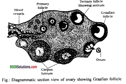 Bihar Board Class 12 Biology Solutions Chapter 3 Human Reproduction 8