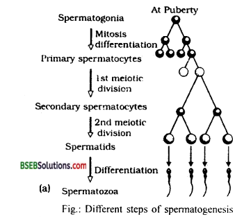 Bihar Board Class 12 Biology Solutions Chapter 3 Human Reproduction 9