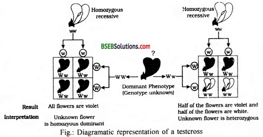 Bihar Board Class 12 Biology Solutions Chapter 5 Principles of Inheritance and Variation 1