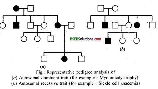 Bihar Board Class 12 Biology Solutions Chapter 5 Principles of Inheritance and Variation 3