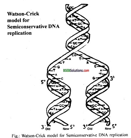 Bihar Board Class 12 Biology Solutions Chapter 6 Molecular Basis of Inheritance 1
