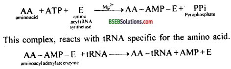 Bihar Board Class 12 Biology Solutions Chapter 6 Molecular Basis of Inheritance 10