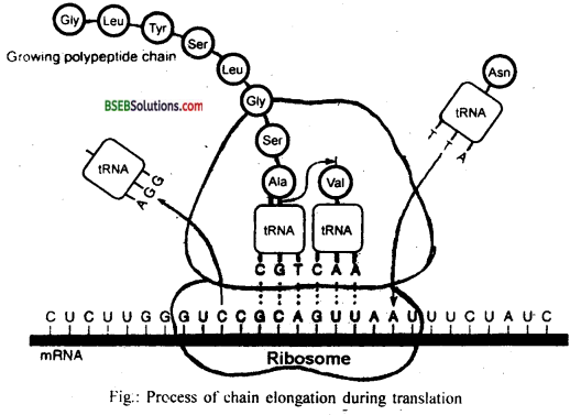 Bihar Board Class 12 Biology Solutions Chapter 6 Molecular Basis of Inheritance 12